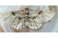 Peribatodes rhomboidaria rhomboidaria