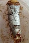 Phalera bucephala