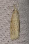 Chilo suppressalis