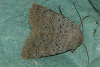 Hoplodrina respersa