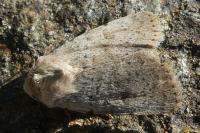 Hoplodrina respersa