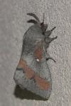 Dendrolimus pini pini