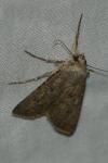 Agrotis segetum