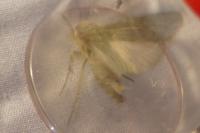 Agrotis segetum