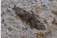 Eupithecia abbreviata