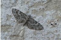 Eupithecia dodoneata