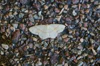 Cyclophora punctaria