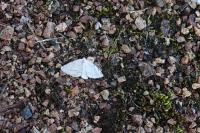 Stegania trimaculata