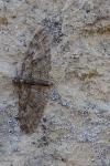 Eupithecia abbreviata