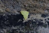 Opisthograptis luteolata