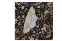 Cyclophora punctaria