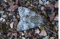 Acronicta megacephala