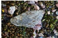 Peridea anceps