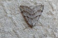 Aplocera efformata/plagiata