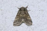 Gluphisia crenata