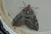 Thera britannica/variata