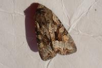 Lacanobia w-latinum