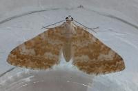 Perizoma flavofasciata