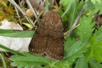 Agrotis cinerea