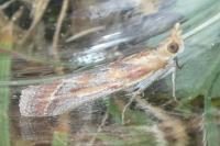 Ancylosis cinnamomella