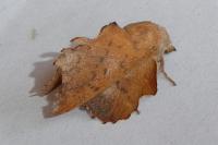 Phyllodesma tremulifolia
