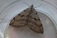 Aplocera plagiata