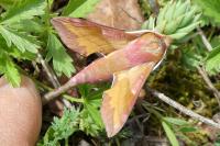 Deilephila porcellus