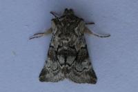 Cleonymia yvanii