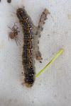 Trichiura crataegi