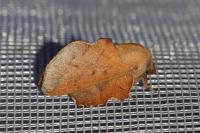 Phyllodesma tremulifolia