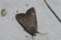 Caradrina flavirena