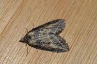 Chesias isabella