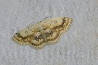 Cyclophora annularia