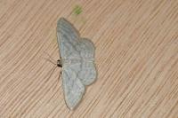 Idaea subsericeata