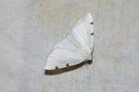 Lomographa bimaculata