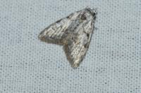 Nola confusalis