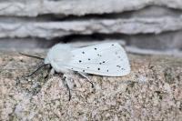 Spilosoma lubricipeda
