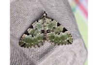 Colostygia pectinataria