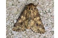 Conisania luteago olbiena