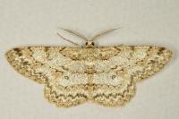 Hypomecis punctinalis