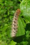 Lasiocampa quercus quercus