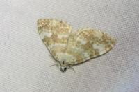 Perizoma flavofasciata