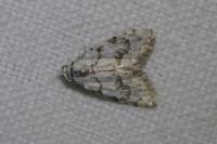 Nola confusalis