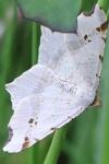Macaria alternata