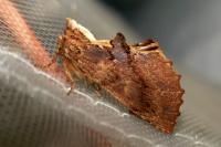 Ptilodon capucina