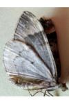 Dysstroma truncata