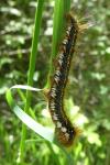 Euthrix potatoria