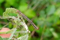 Agriopis