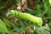 Amphipyra pyramidea/Amphipyra berbera