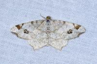 Macaria notata